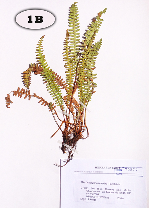 Blechnum penna marina